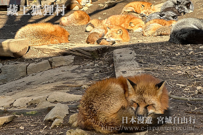 藏王狐狸村散養的狐狸
