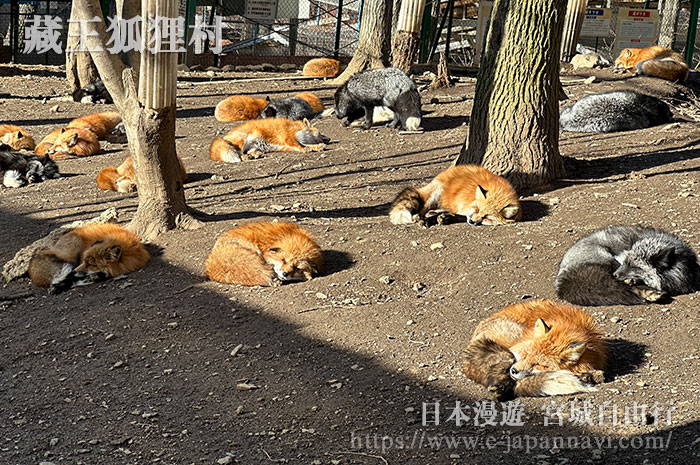 藏王狐狸村園內的狐狸