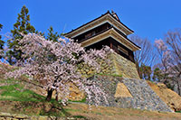 上田城櫻花季節