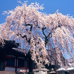 奈良櫻花