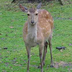 神鹿公園