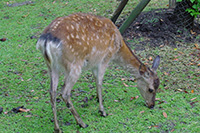 奈良公園東大寺