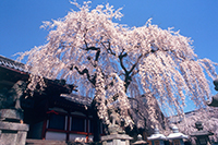 奈良櫻花