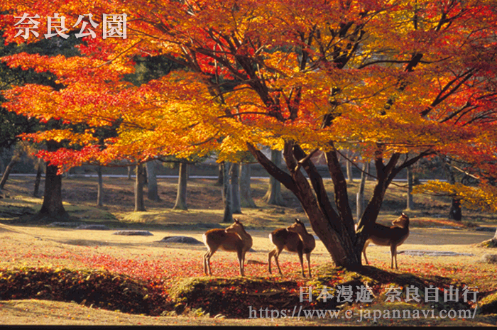 日本奈良　奈良公園