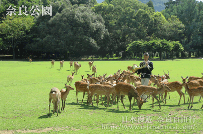 奈良公園 神鹿