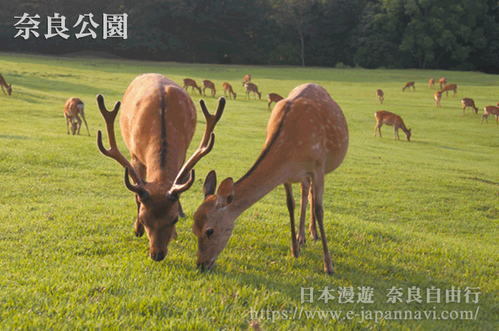 奈良公園