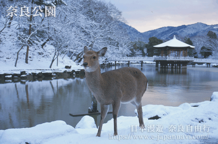 日本奈良公園