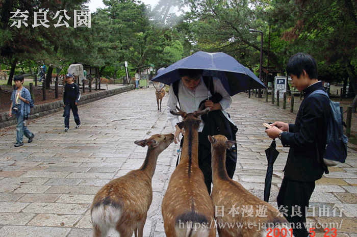 日本奈良公園小鹿