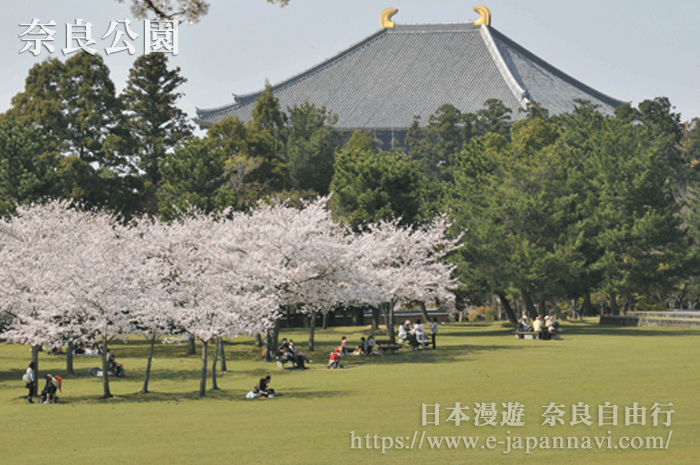 日本奈良公園櫻花