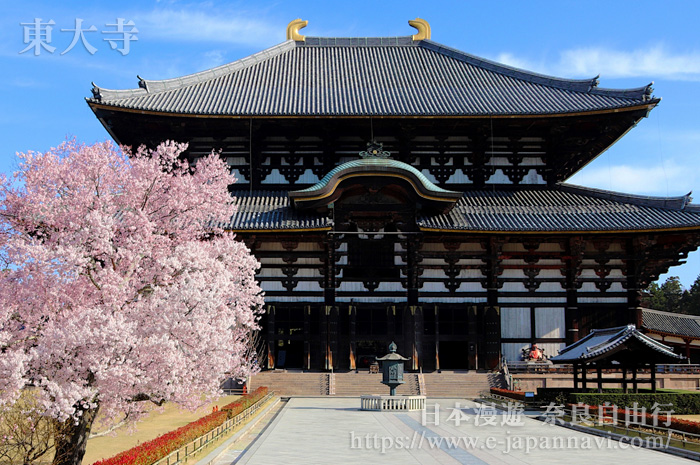 奈良公園東大寺櫻花