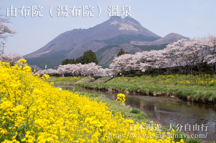 櫻花菜花開滿由布院