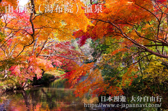 由布院溫泉金鱗湖紅葉秋景