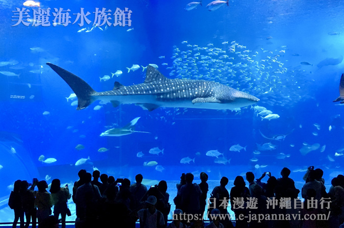 美麗海水族館「黑潮之旅」大水槽