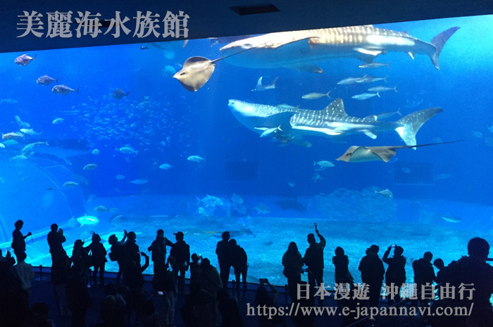 美麗海水族館「黑潮之旅」大鯨鯊