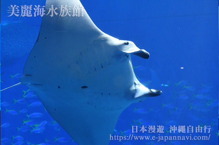 美麗海水族館大水槽中的大鰩魚