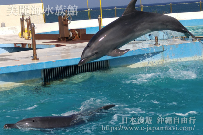 美麗海水族館「海豚劇場」海豚秀