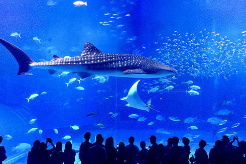 沖繩美麗海水族館