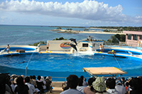 沖繩海洋博公園