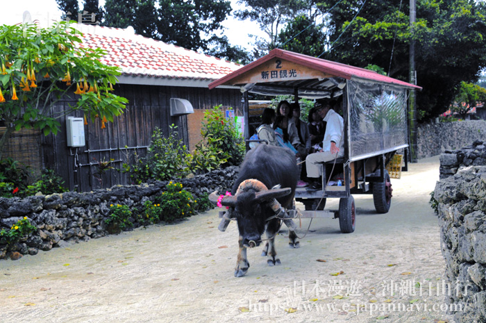 在石垣島乘牛車悠閒觀光