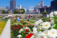中之島公園薔薇園