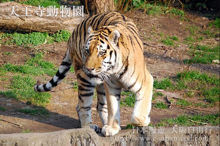 天王寺動物園