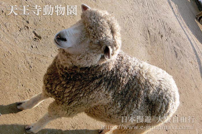 動物廣場
