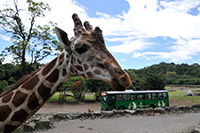 伊豆野生動物園