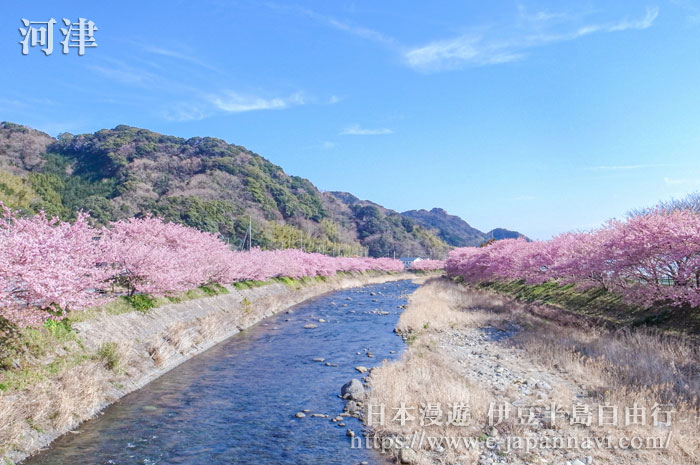 河津早櫻