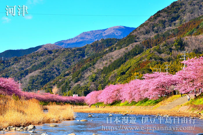 河津川早櫻