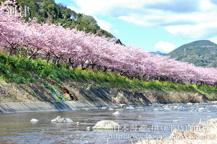 河津櫻花祭