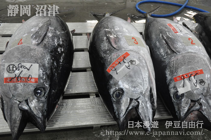 沼津港海鮮市場批發拍賣的金槍魚