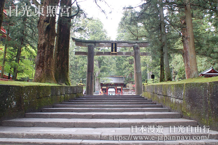 日光東照宮入口處的石階古樹