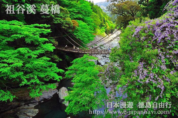 德島祖谷溪 蔓橋