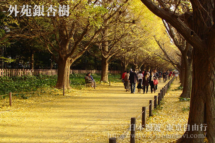 東京外苑前銀杏林蔭道左側前往明治紀念館