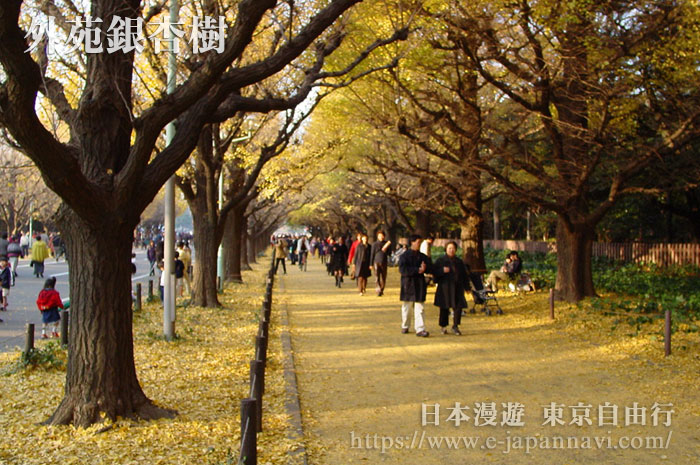 東京外苑前銀杏林蔭道右側前往青山大街