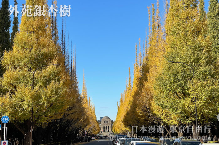 東京外苑前銀杏林蔭道高大挺拔的銀杏樹