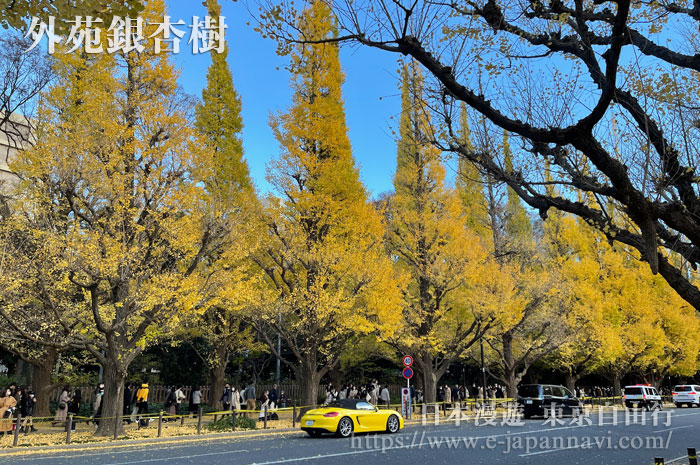 東京外苑前銀杏林蔭道