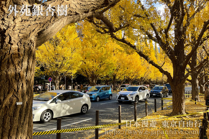 東京外苑前銀杏林蔭道美景