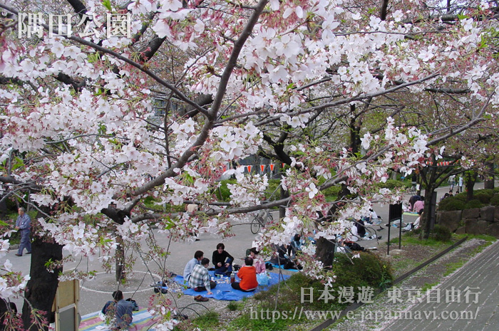 東京隅田川櫻花