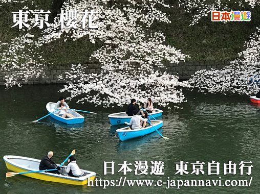 日本千鳥淵櫻花