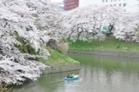 千鳥淵公園