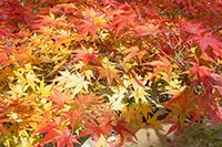 日本紅葉景點