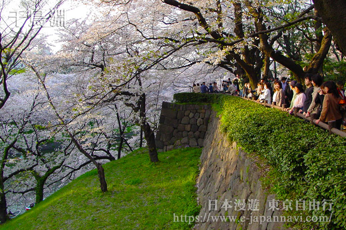 千鳥淵公園櫻花