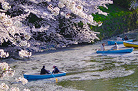 千鳥淵公園