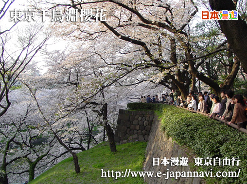 東京千鳥淵櫻花
