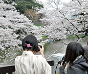 東京千鳥淵公園