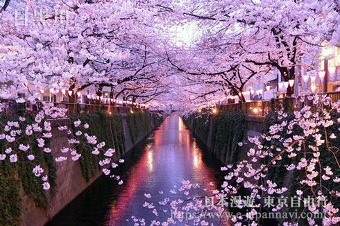 中目黑目黒川櫻花