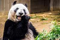 上野動物園