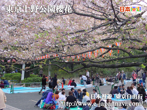 東京上野公園櫻花