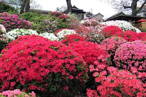 根津神社